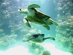 Deutsches Meeresmuseum, Schildkröten