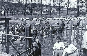 Schafwäsche in der Kinzig bei Steinau an der Straße (Hessen) um 1930